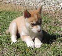 My male 1, a male Siberian Husky for sale in Big Cabin, OK – 3 of 3