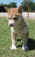 My male 1, a male Siberian Husky for sale in Big Cabin, OK – 1 of 3