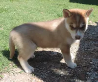My male 1, a male Siberian Husky for sale in Big Cabin, OK – 2 of 3