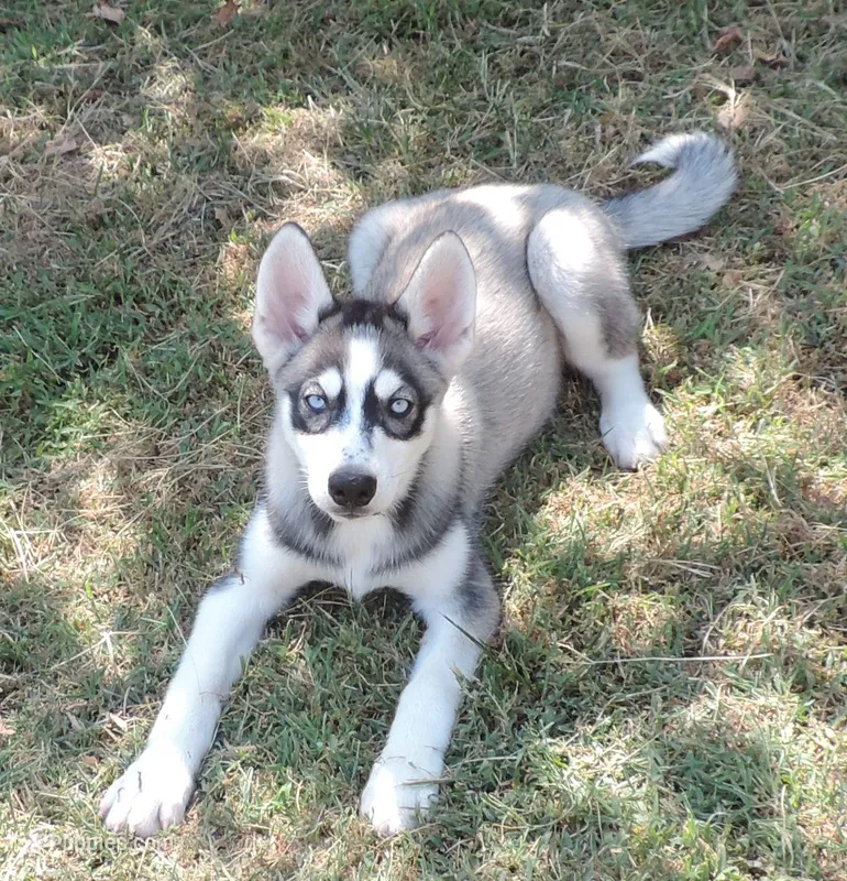 P Female 3 – Siberian Husky puppy for sale in Big Cabin, OK