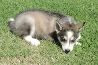 P Female 3, a female Siberian Husky for sale in Big Cabin, OK – 3 of 3