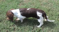 Roxie Male 3, a male Miniature Dachshund for sale in Big Cabin, OK – 2 of 9