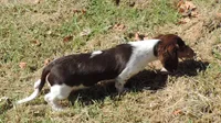 Roxie Male 3, a male Miniature Dachshund for sale in Big Cabin, OK – 2 of 9