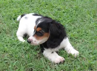 Roxie Male 2, a male Miniature Dachshund for sale in Big Cabin, OK – 2 of 6