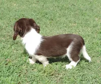 Roxie Female 4, a female Miniature Dachshund for sale in Big Cabin, OK – 3 of 3