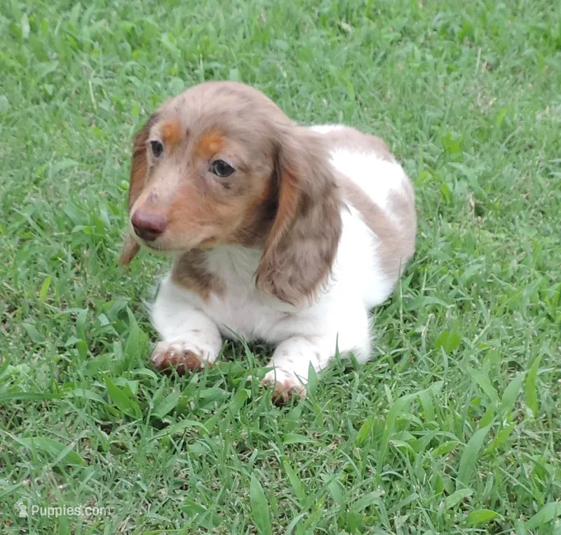 Cookie Female 2 – Miniature Dachshund puppy for sale in Big Cabin, OK
