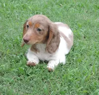 Cookie Female 2, a female Miniature Dachshund for sale in Big Cabin, OK – 1 of 6