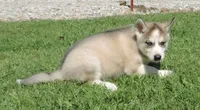 P Female 5, a female Siberian Husky for sale in Big Cabin, OK – 2 of 3
