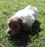 Cookie Male 1, a male Miniature Dachshund for sale in Big Cabin, OK – 3 of 3