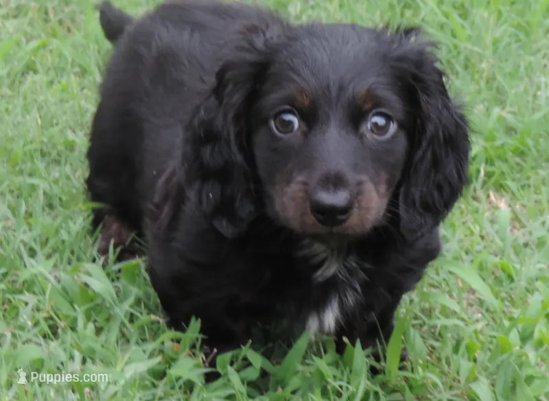 MB Male 1 – Miniature Dachshund puppy for sale in Big Cabin, OK