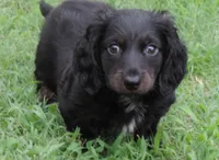 MB Male 1, a male Miniature Dachshund for sale in Big Cabin, OK – 1 of 3