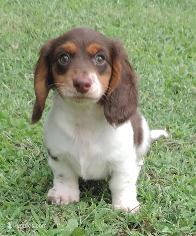 Roxie Female 4 – Miniature Dachshund puppy for sale in Big Cabin, OK