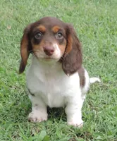 Roxie Female 4, a female Miniature Dachshund for sale in Big Cabin, OK – 1 of 3