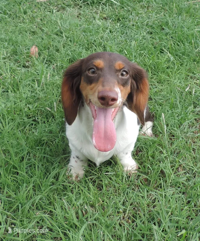Roxie Female 4 – Miniature Dachshund puppy for sale in Big Cabin, OK