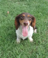 Roxie Female 4, a female Miniature Dachshund for sale in Big Cabin, OK – 1 of 9