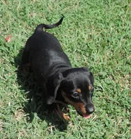 Millie Female 2, a male Miniature Dachshund for sale in Big Cabin, OK – 3 of 3