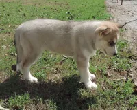 Suzie male 2, a male Siberian Husky for sale in Big Cabin, OK – 2 of 3