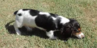Roxie Male 2, a male Miniature Dachshund for sale in Big Cabin, OK – 2 of 9