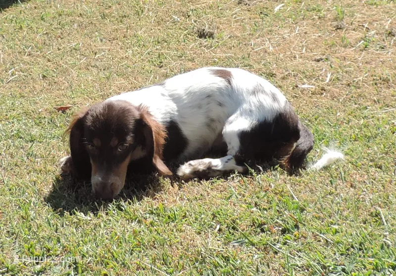 Cookie Female 3 – Miniature Dachshund puppy for sale in Big Cabin, OK