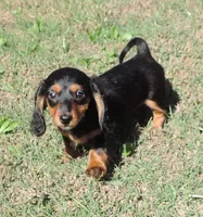 Lila Mae Female 1, a female Miniature Dachshund for sale in Big Cabin, OK – 2 of 3