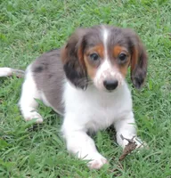 Roxie Female 5, a female Miniature Dachshund for sale in Big Cabin, OK – 3 of 6