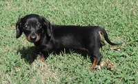 Millie Male 1, a male Miniature Dachshund for sale in Big Cabin, OK – 3 of 3