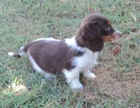 Cocoa male 2, a male Miniature Dachshund for sale in Big Cabin, OK – 2 of 3