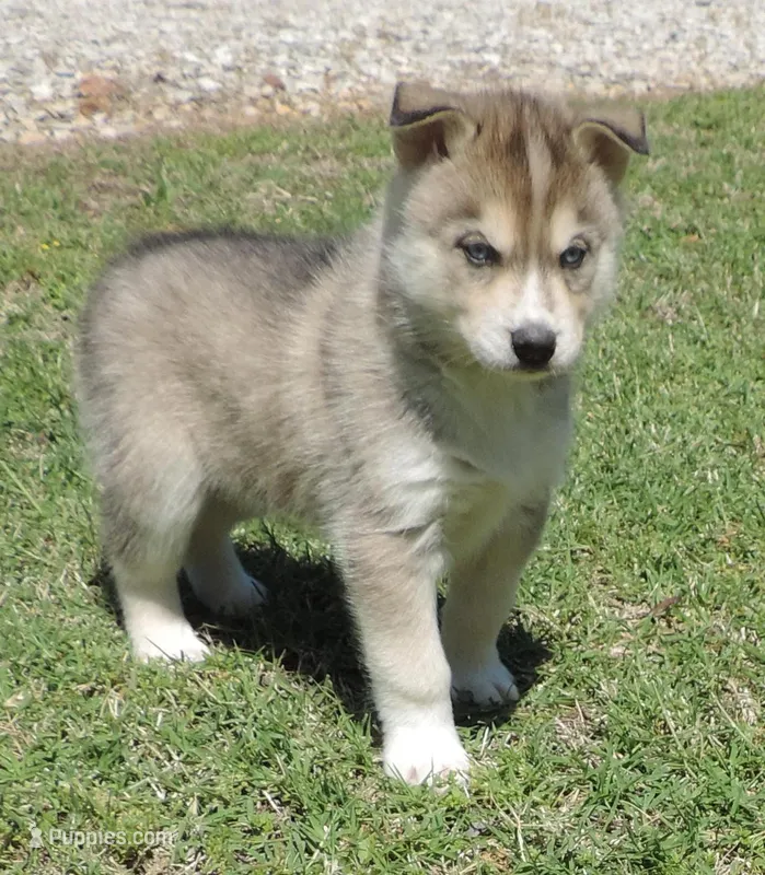 My female 4 – Siberian Husky puppy for sale in Big Cabin, OK