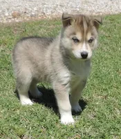 My female 4, a female Siberian Husky for sale in Big Cabin, OK – 1 of 3