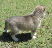 My female 4, a female Siberian Husky for sale in Big Cabin, OK – 3 of 3