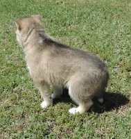 My female 4, a female Siberian Husky for sale in Big Cabin, OK – 2 of 3