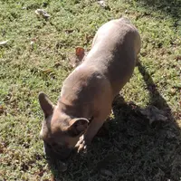 Stella female 3, a female French Bulldog for sale in Big Cabin, OK – Photo 2 of 9