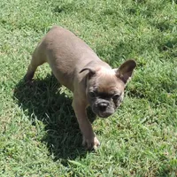 Stella female 3, a female French Bulldog for sale in Big Cabin, OK – Photo 5 of 9