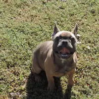 Stella female 3, a female French Bulldog for sale in Big Cabin, OK – Photo 1 of 9