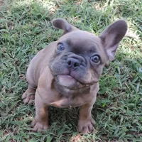 Stella female 3, a female French Bulldog for sale in Big Cabin, OK – Photo 4 of 9