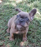 Stella female 3, a female French Bulldog for sale in Big Cabin, OK – Photo 4 of 9