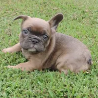 Stella female 3, a female French Bulldog for sale in Big Cabin, OK – Photo 7 of 9