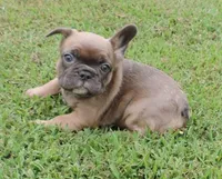 Stella female 3, a female French Bulldog for sale in Big Cabin, OK – Photo 7 of 9