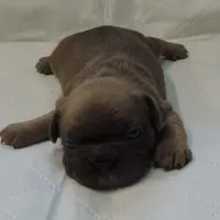 Stella female 3, a female French Bulldog for sale in Big Cabin, OK – Photo 9 of 9