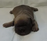 Stella female 3, a female French Bulldog for sale in Big Cabin, OK – Photo 9 of 9