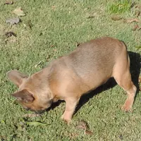 Stella female 3, a female French Bulldog for sale in Big Cabin, OK – Photo 3 of 9