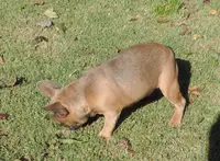 Stella female 3, a female French Bulldog for sale in Big Cabin, OK – Photo 3 of 9