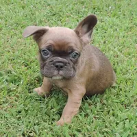 Stella female 3, a female French Bulldog for sale in Big Cabin, OK – Photo 6 of 9