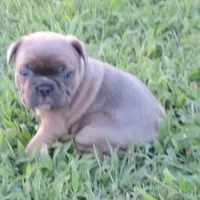 Stella female 3, a female French Bulldog for sale in Big Cabin, OK – Photo 8 of 9