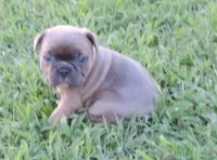 Stella female 3, a female French Bulldog for sale in Big Cabin, OK – Photo 8 of 9