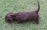 MB female 2, a female Miniature Dachshund for sale in Big Cabin, OK – 3 of 3