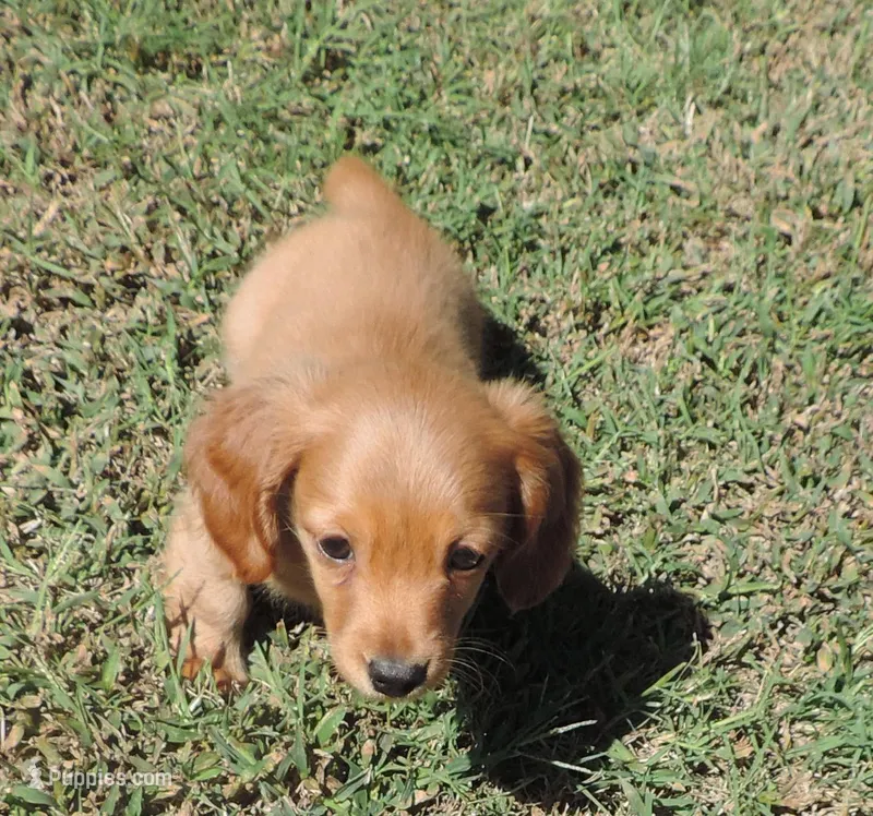 Coral male 1 – Miniature Dachshund puppy for sale in Big Cabin, OK