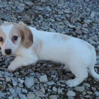 Coral Male 1, a male Miniature Dachshund for sale in Big Cabin, OK – Photo 2 of 3