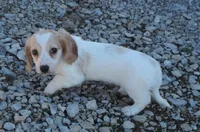 Coral Male 1, a male Miniature Dachshund for sale in Big Cabin, OK – Photo 2 of 3