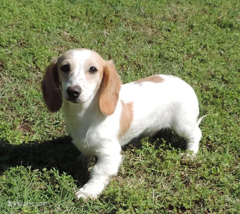 Coral Male 1 – Miniature Dachshund puppy for sale in Big Cabin, OK